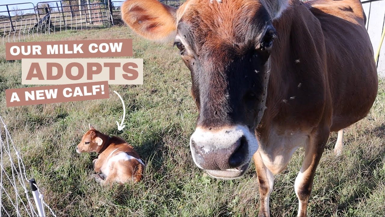 Milk Cow Adopts a New Calf