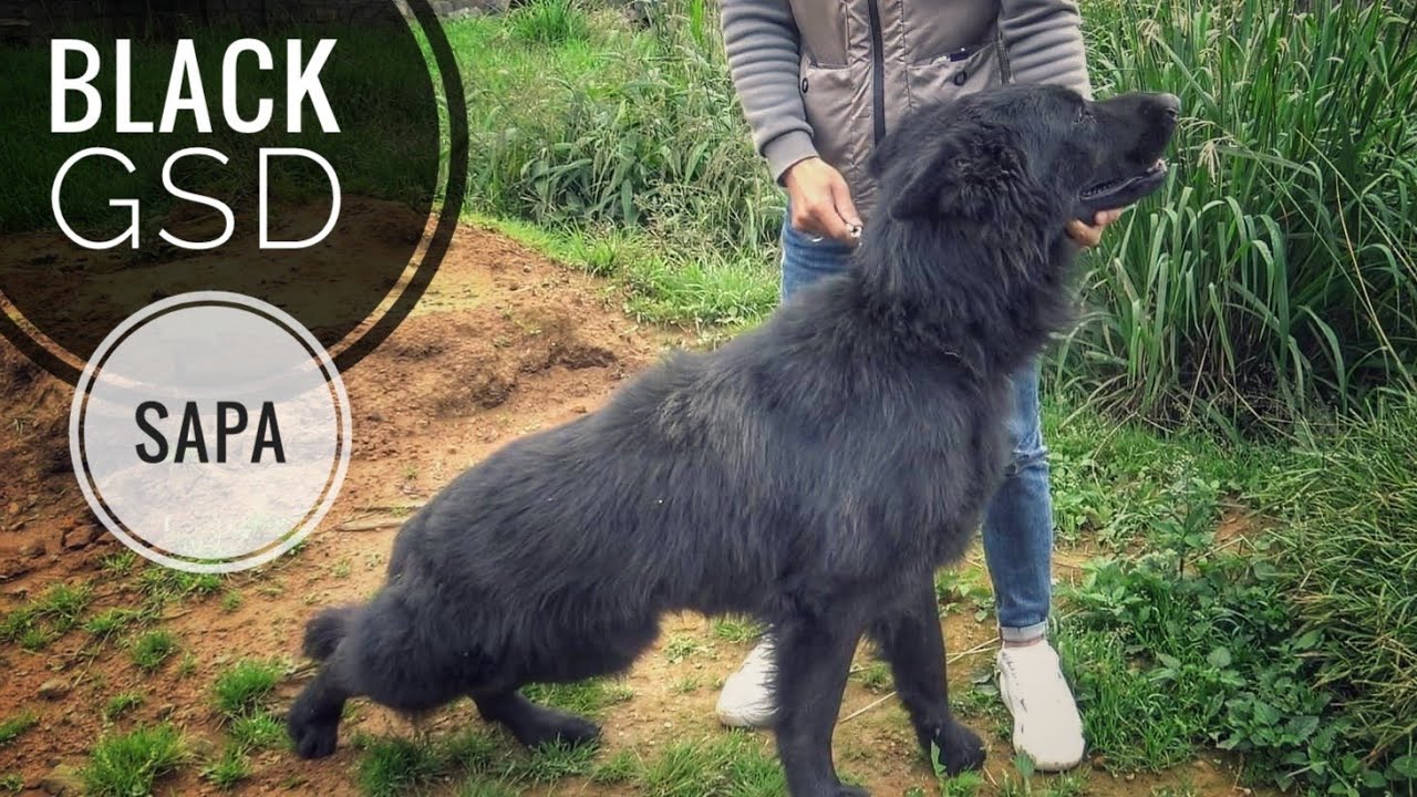 Chú Chó Becgie Đức Siêu Phẩm tại SaPa / German Shepherd Dog/ NhamTuatTV - Dog in Vietnam