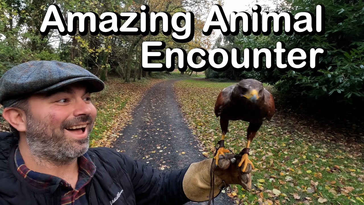 Tea and Falcons in Ireland's Historic Dromoland Castle