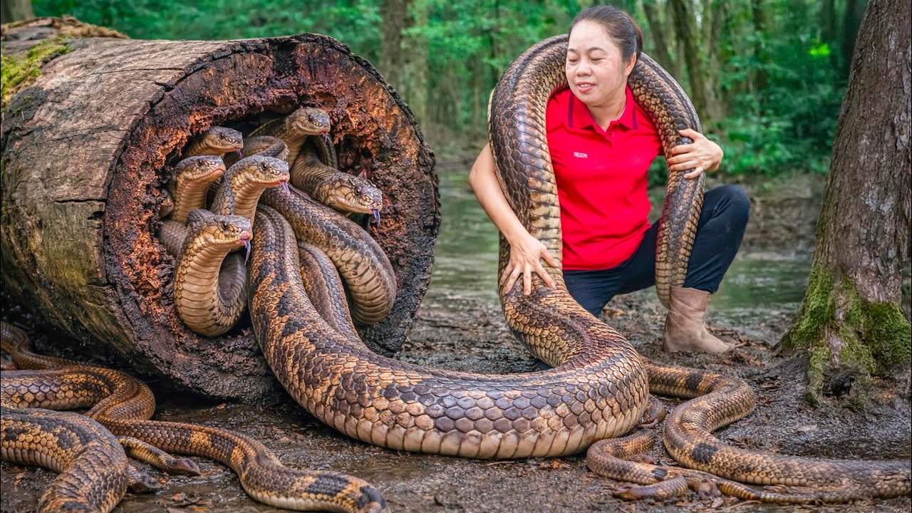 Harvesting Giant Lord Cobra & Go to Market Sell | Drain pond reveals a snake nest in rotten tree