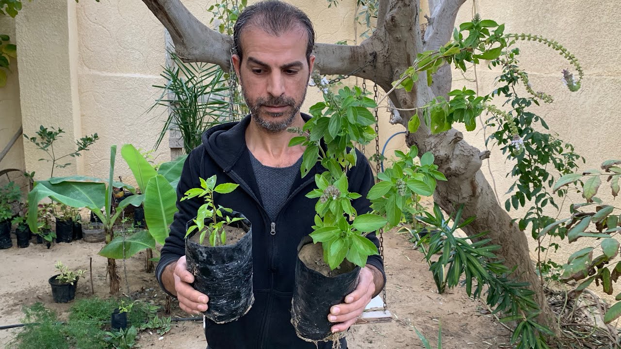 السبب الرئيسي لتوقف النبات عن النمو🪴وطريقة العلاج لتسريع النمو لنبات مزروع بوعاء أو بأرض الحديقة