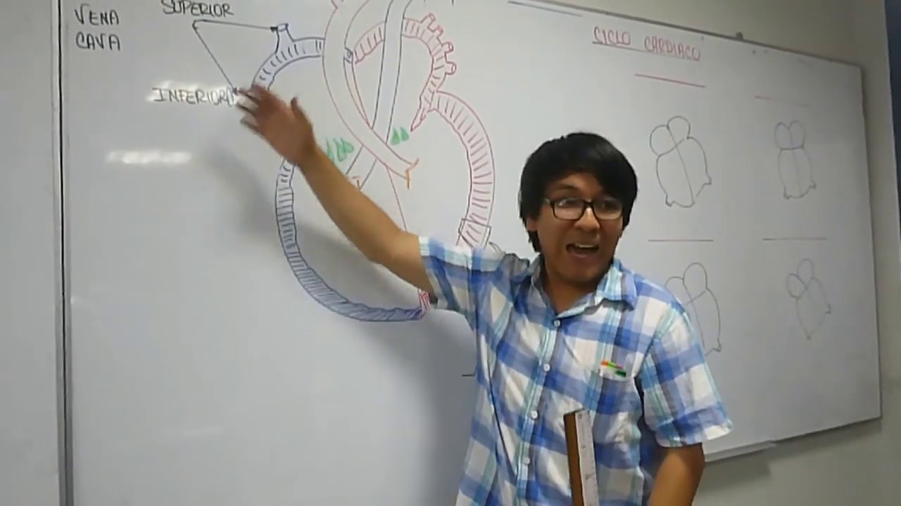 SISTEMA CIRCULATORIO - VIDEO DE PRUEBA // DAVID ERRE