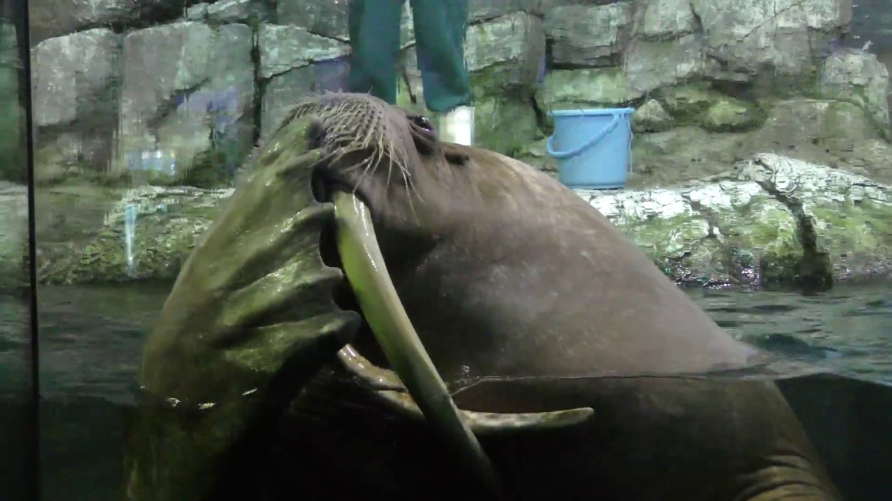 セイウチのハズバンダリートレーニング (八景島シーパラダイス) 2018年4月14日
