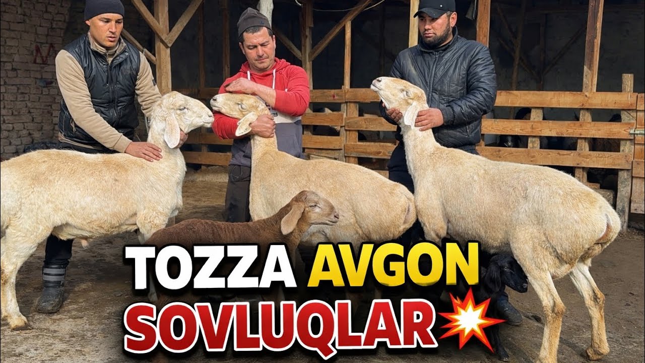 BUG‘OZ AVG‘ON SOVLUQLAR 🔥 BUGUN KELDI! ☎️90-163-92-92