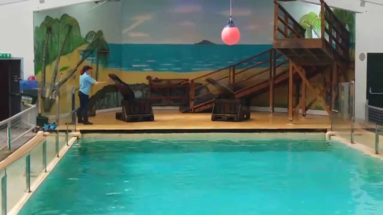 Sealion-show @Blair Drummond safari park - Stirling