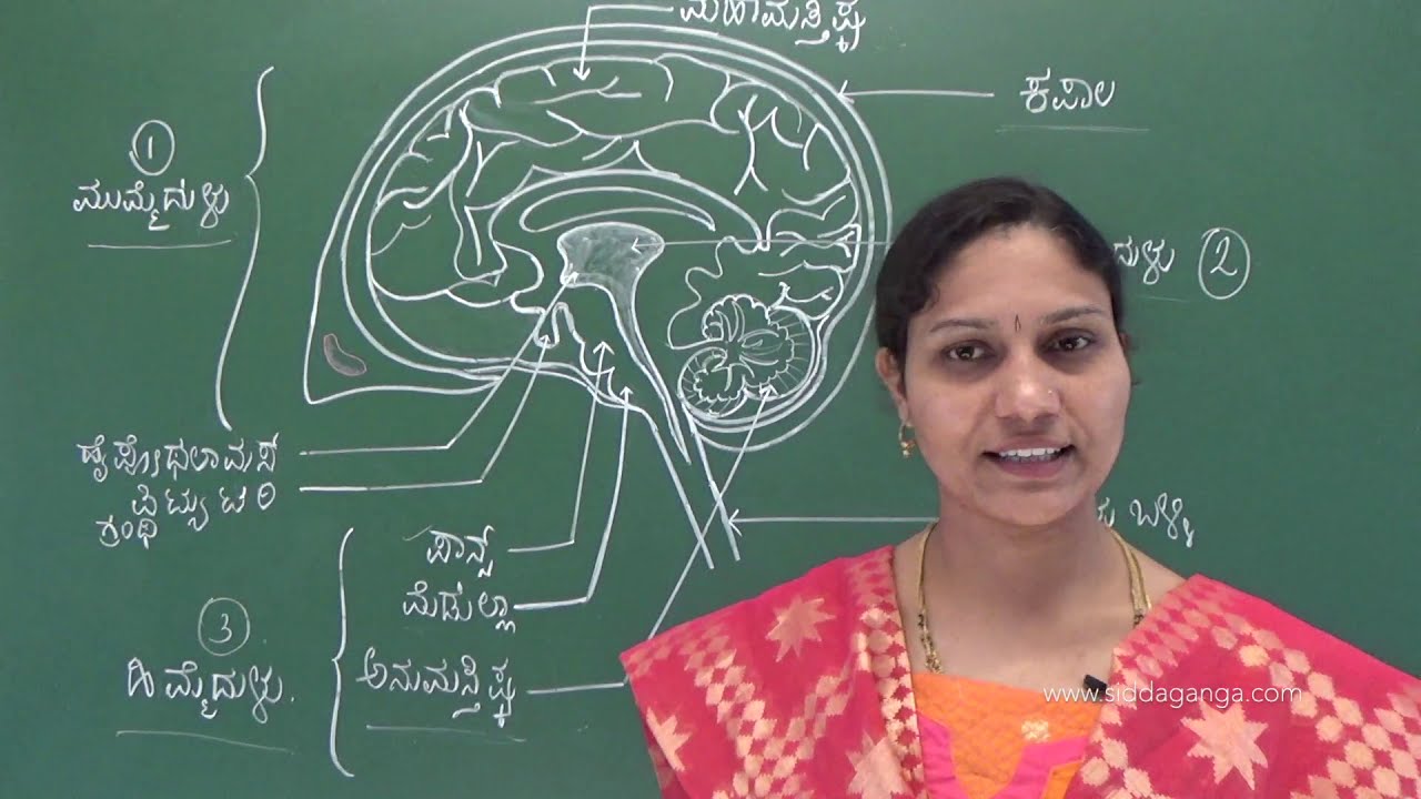 SSLC - SCIENCE - NIYANTRANA MATTU SAHABAGITHVA - PART 4 - ನಿಯಂತ್ರಣ ಮತ್ತು ಸಹಭಾಗಿತ್ವ