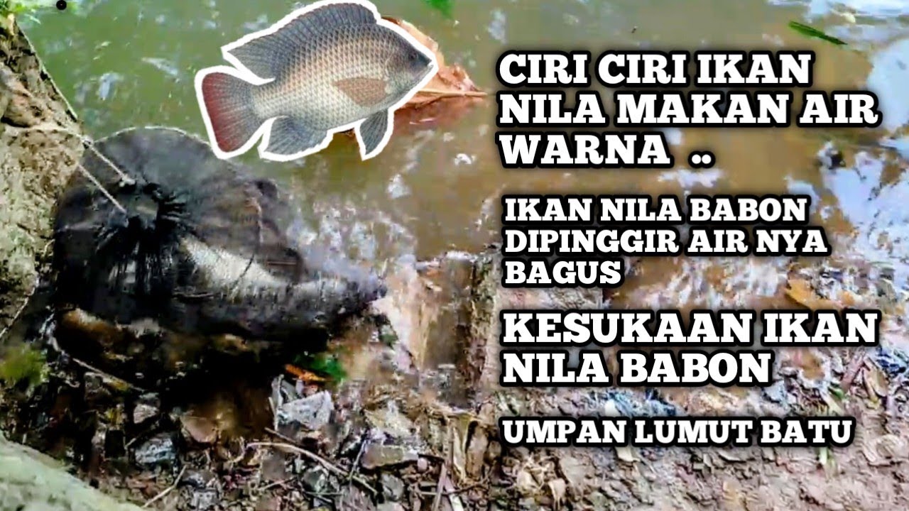 Ciri ciri ikan nila makan  gacor di setu 