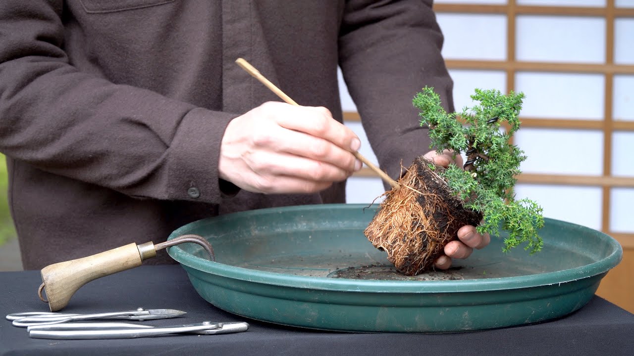 Making a Bonsai tree from cheap material