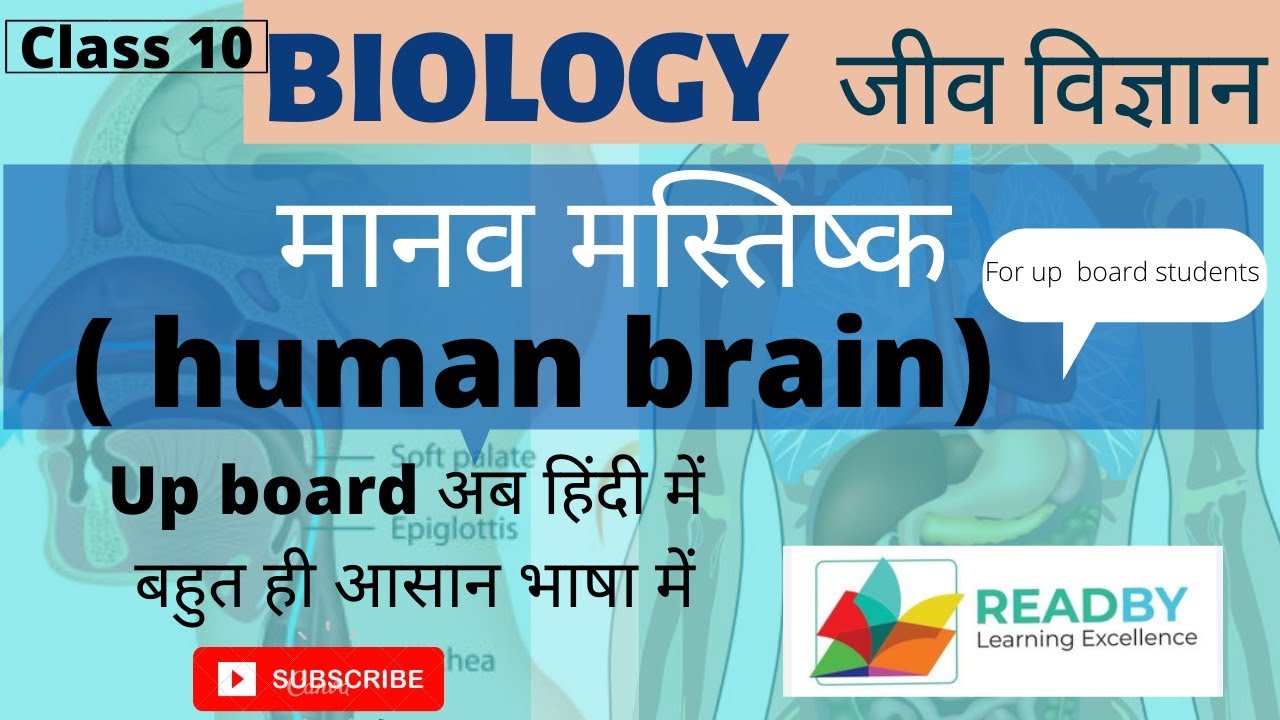 Human Brain | Structure of Brain | Function of Brain | Cerebrum | Thalamus | Central nervous system