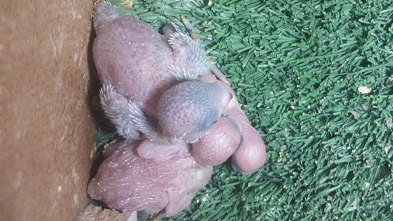 World of Budgie Son. baby 👶 👩‍🍼