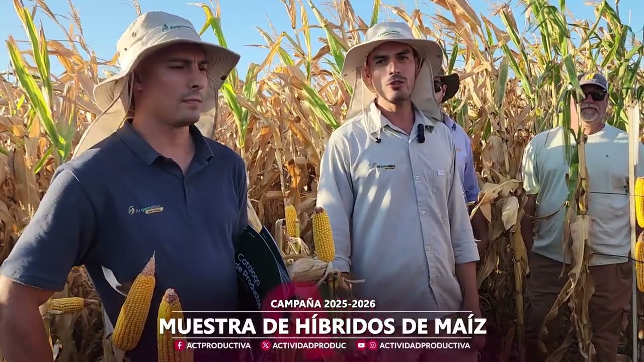 Muestra de Híbridos de Maíz - Leandro Musso