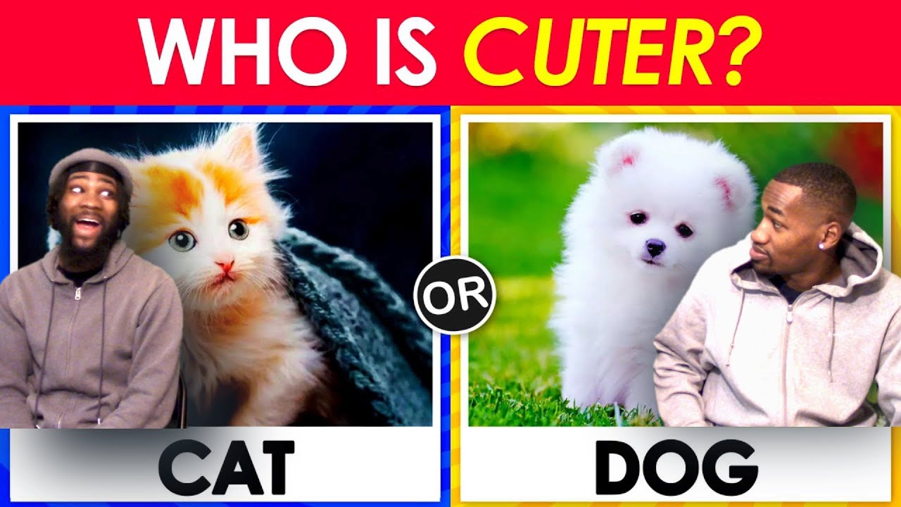 Pick One Kick One - Animals Edition 🐱🐶 WHICH ONE YALL LIKE MORE CATS OR DOGS? REACTIONS