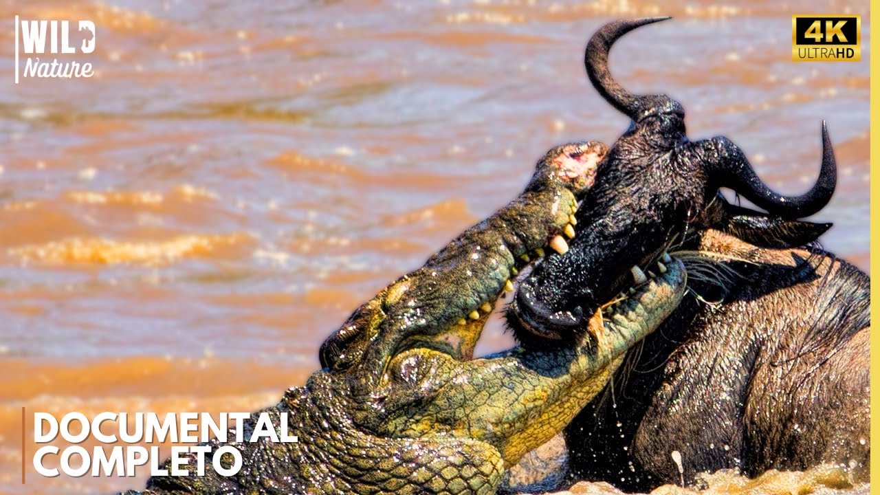 SE&Ntilde;ORES DEL NILO &ndash; La Batalla por la Supervivencia | Documental Animal