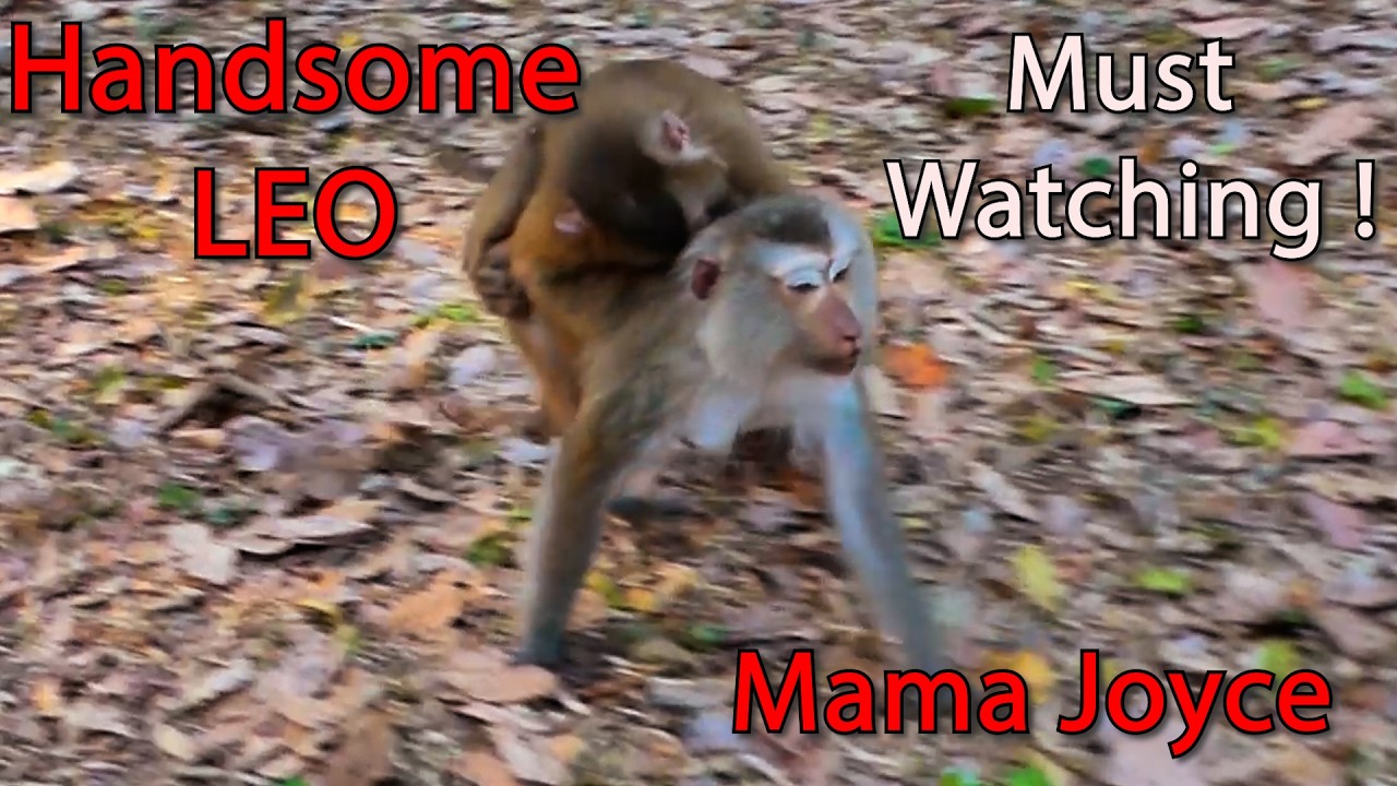 Funny Reaction of Leo Wild monkey ,Esp Joyce , Rainbow, Other that want to stay  on Joyce forever  !