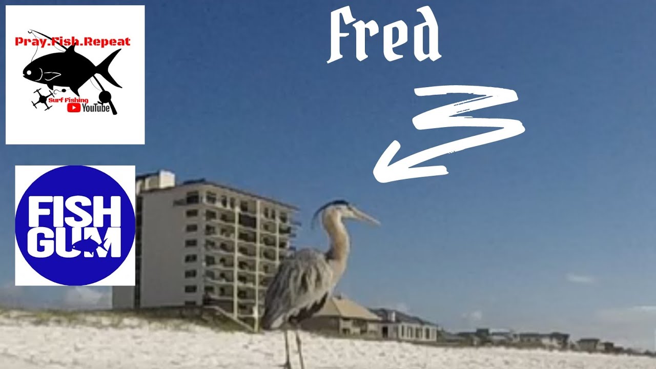 Surf Fishing Navarre Beach for Pompano! Fishgum!!!