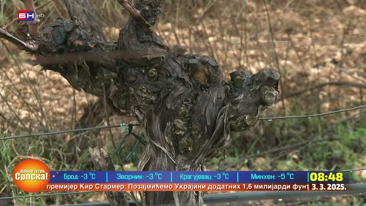 U Trebinju je počela rezidba vinove loze