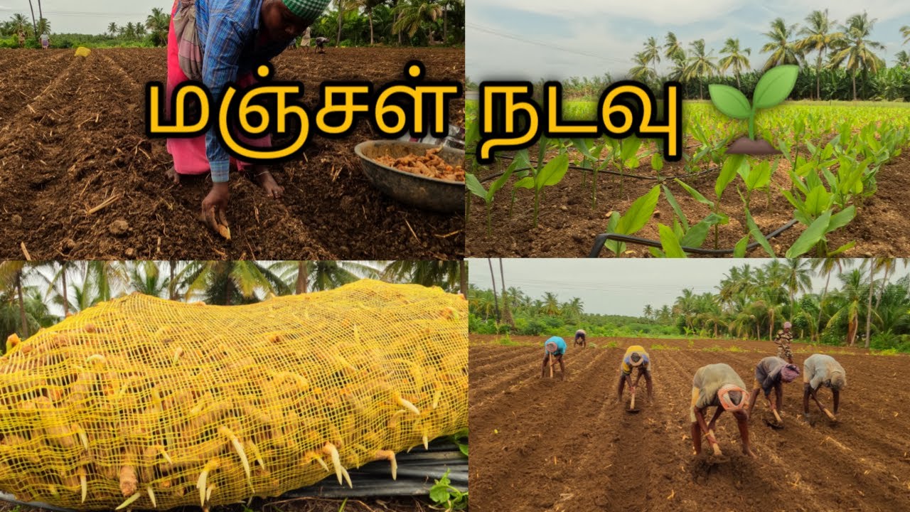 மஞ்சள் நடவு செய்ய போகிறோம்#turmeric #erode Sathyamangalm#vivasayi #Gobichettipalayam