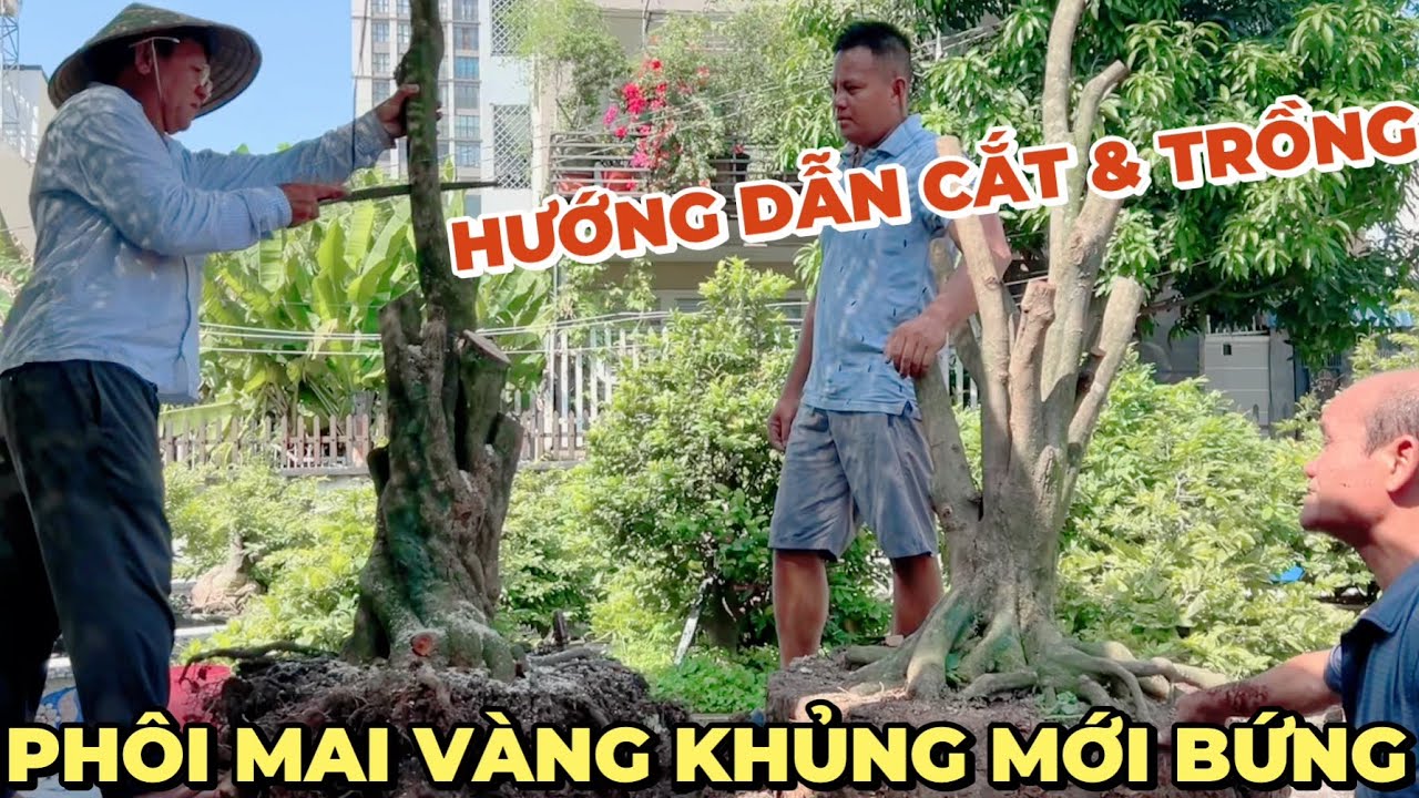 Vườn mai Út Đực hướng dẫn tạo dáng xử lý bầu trồng phôi mai vàng miền Tây cây khó cắt hoành đế khủng