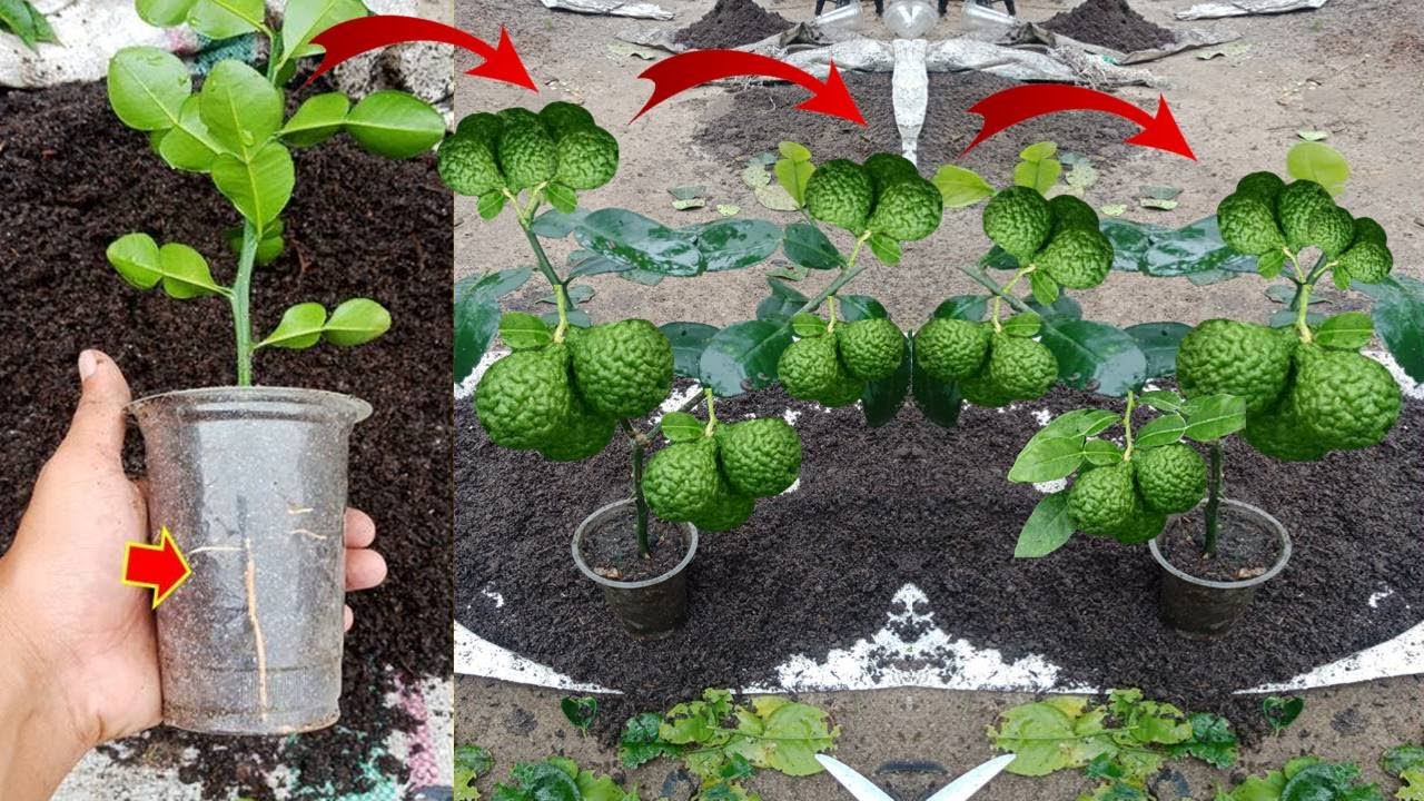 How to root Kaffir Lime by Cuttings 100% work...