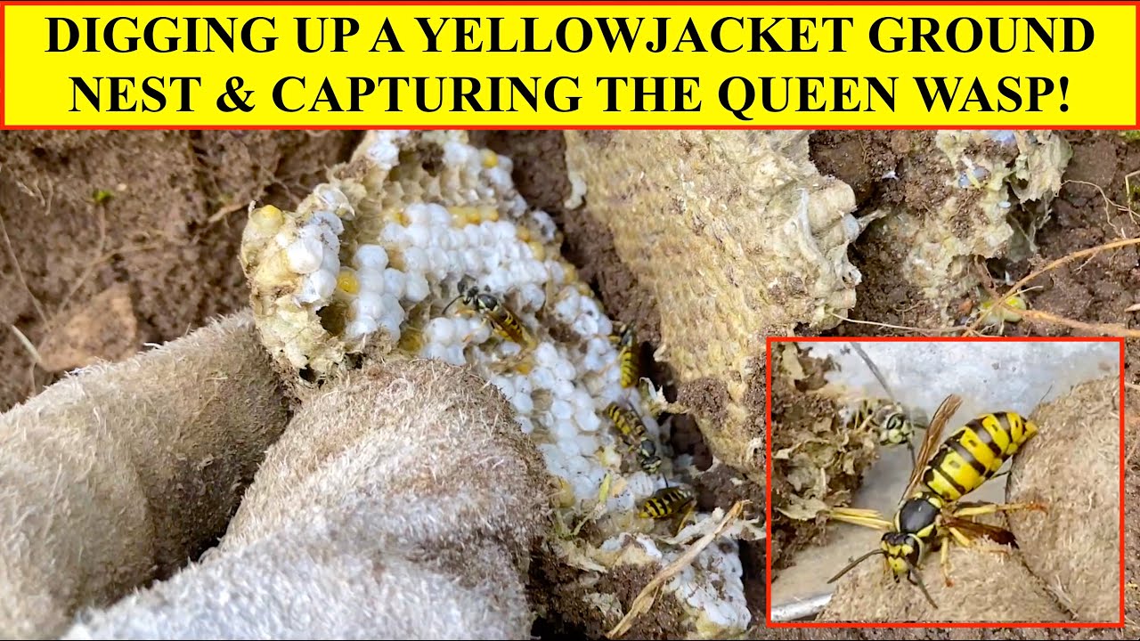 REMOVING YELLOWJACKET WASP GROUND NEST! 