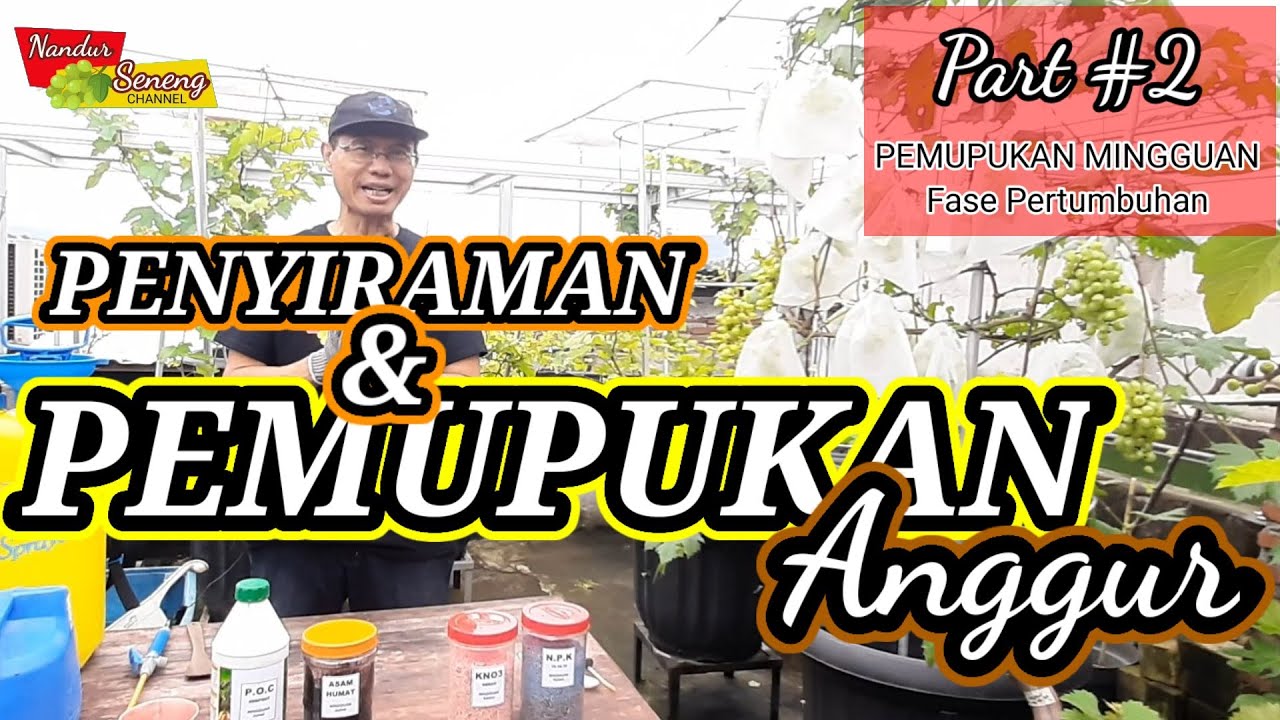 CARA TANAM ANGGUR DALAM POT Part #7 Cara Pemupukan Anggur dalam Pot.