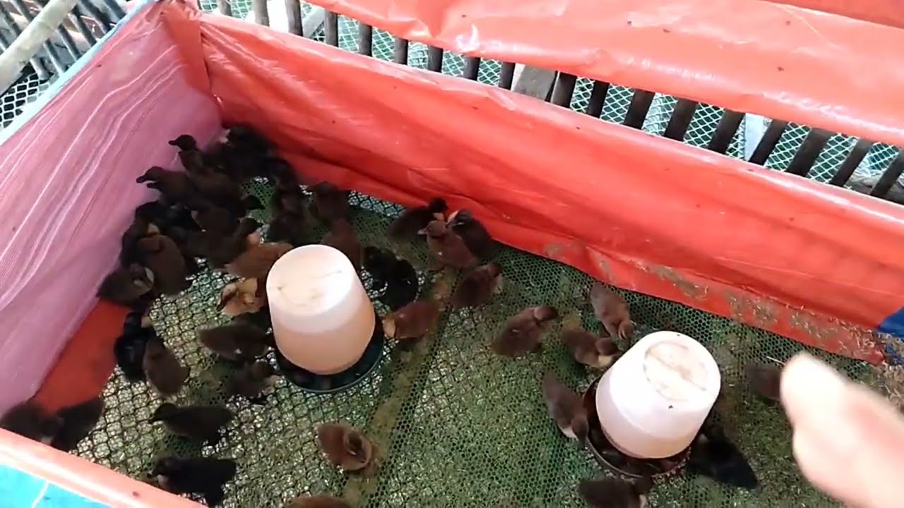 EP-042 | Paano Mag Alaga Ng Ducklings |Duck Farming
