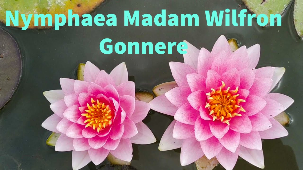 Кувшинка (нимфея) Мадам Вилфрон Гонера. Water lily (Nymphaea) Madame Wilfron Gonnere.