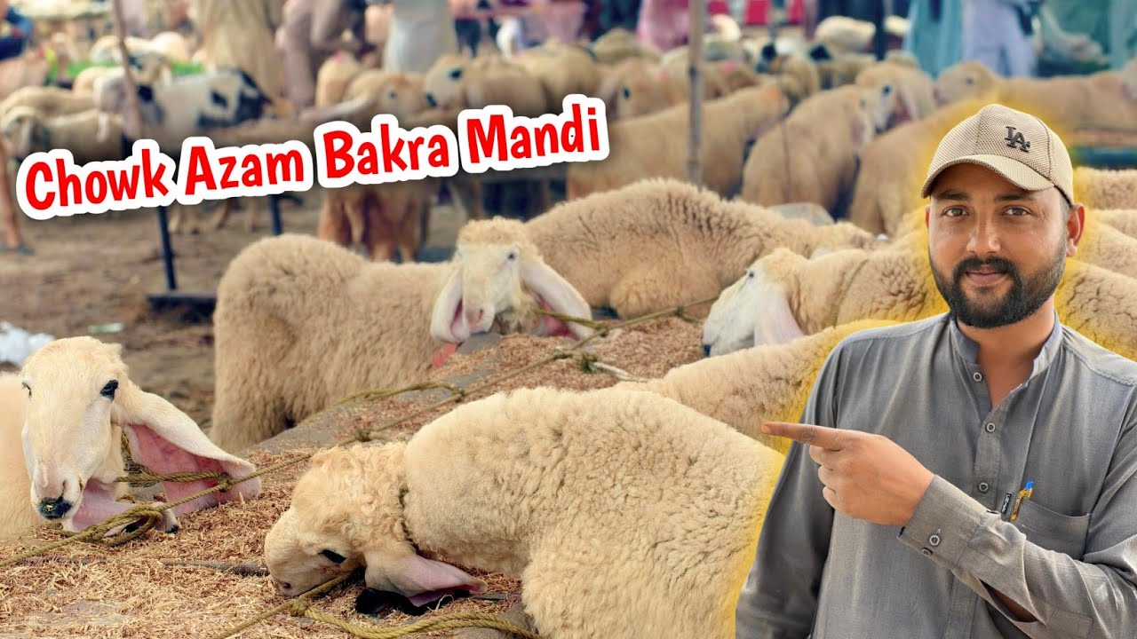 Chowk Azam Mandi Se Sheep Ki Kharedari Kitni Sheep KHaredi ?