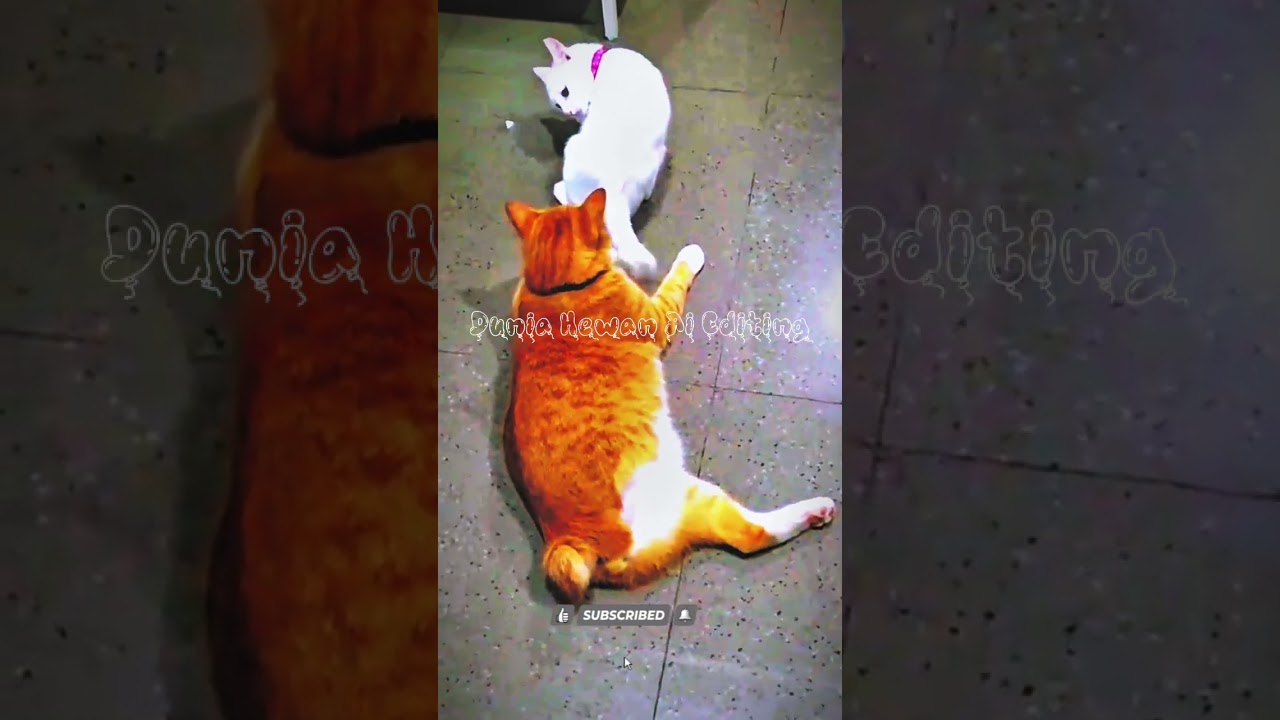 saat kucing mulai iseng bermain 
