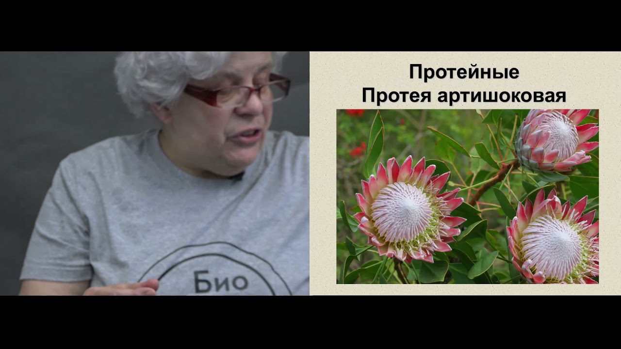 Птицы и цветы