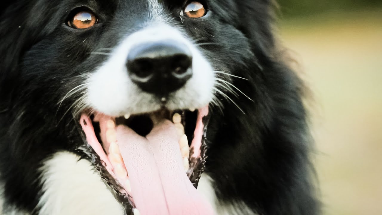 Border Collie Petrademone - Summer 2013