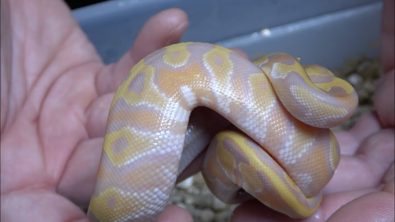 Ultramel Ball Python Clutch Updates!