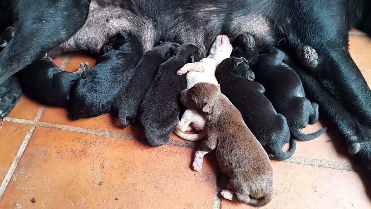 The newborn puppies are sleeping together with mom dog 