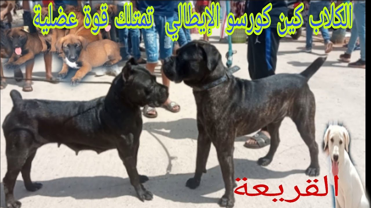 سوق القريعة كلب كين كورسو الايطالي و شخصيته المميزة