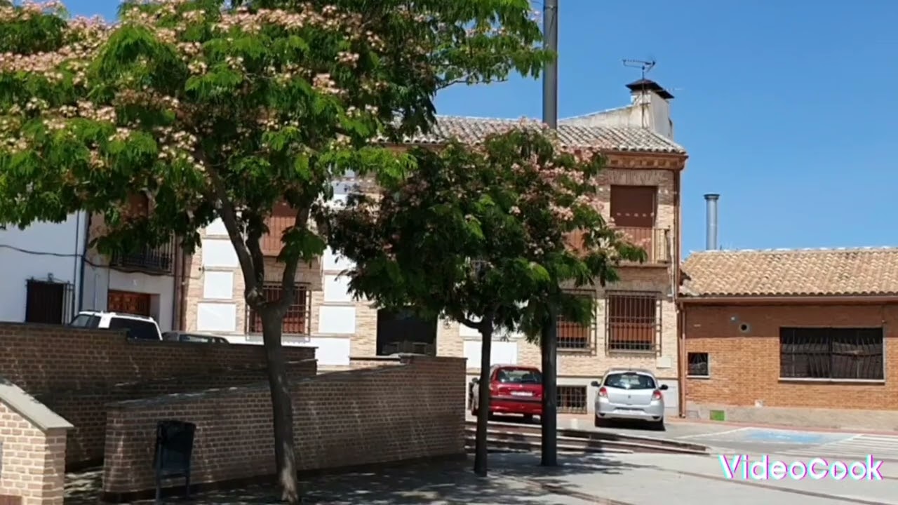 olias del rey en foto y video 2023