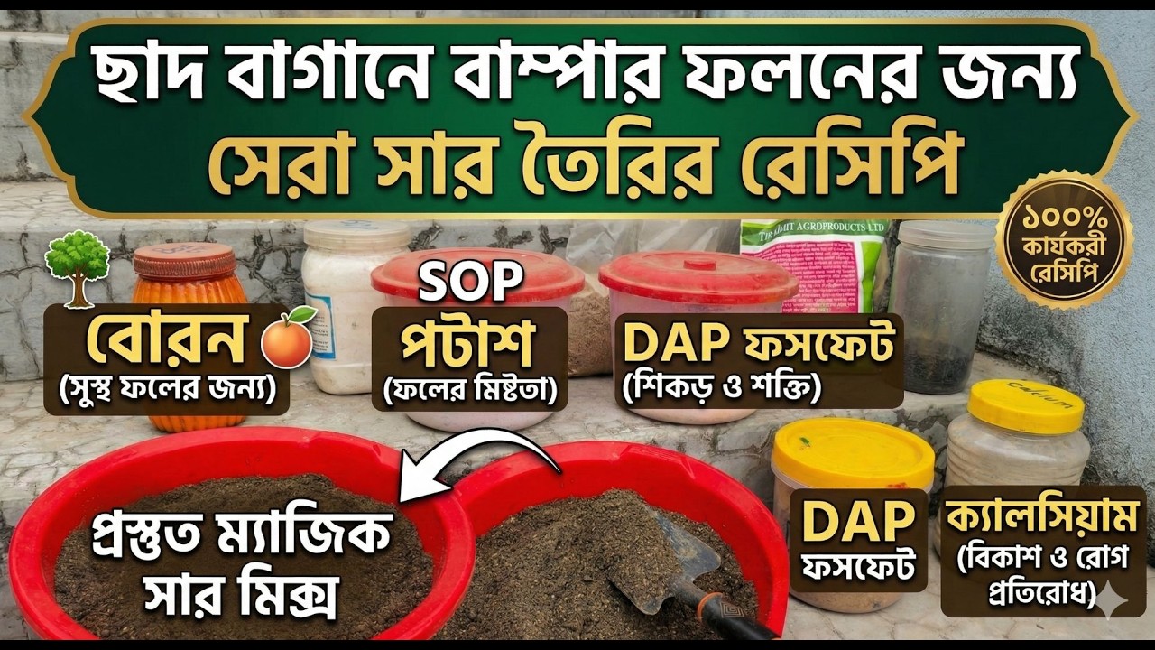 মার্চ মাসে ছাদবাগানের সকল গাছে যে সার অবশ্যই দিতে হবে | March Fertilizer Guide for Rooftop Garden