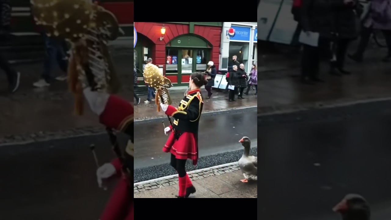 Amazing Duck Parade