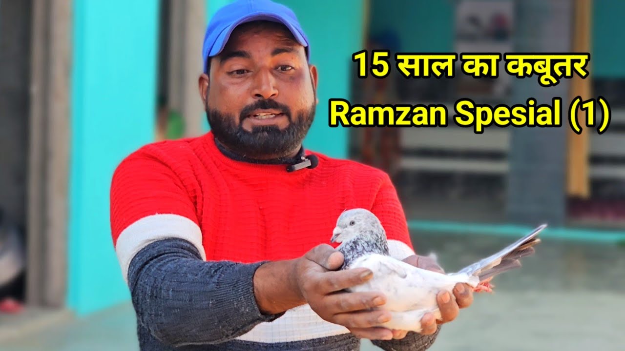 15 साल का Kabootar Ramzan Spesial (1) Bajre Kabootar | Tonk Pigeon Breed | Jaipur tonk pigeons