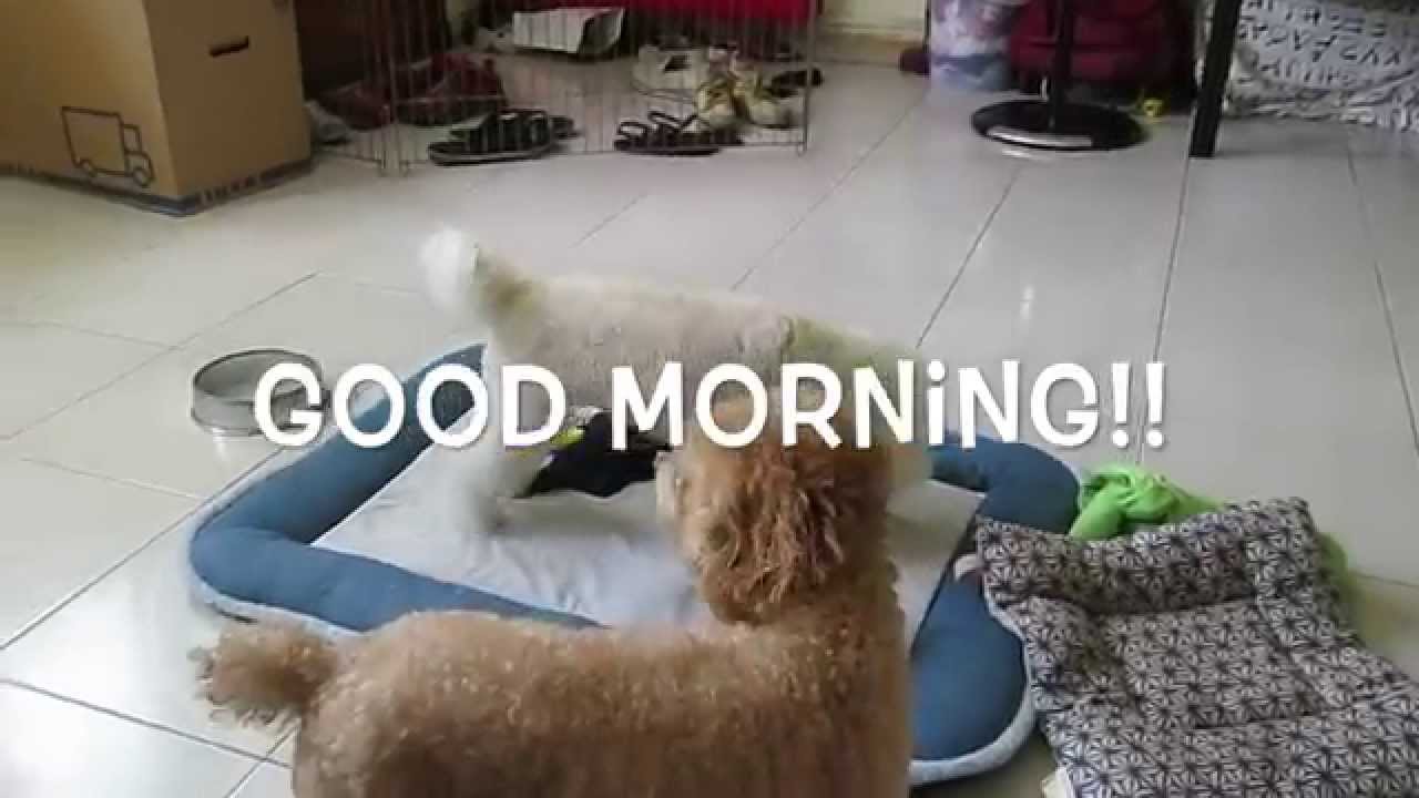 FEEDMYPAWS - VLOG 21052015