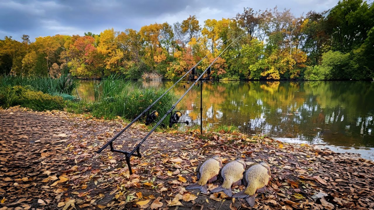 PESCUIT DE TOAMNĂ! OCTOMBRIE 2025! LA CRAP ȘI CUBULEȚ PE R&Acirc;UL NISTRU!