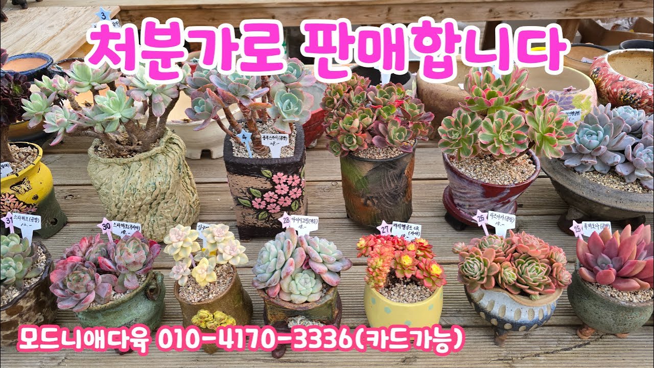 260121📍#모드니애다육 메두사철화 러우금 블루스카이 레드오렌지 핑크엔젤 화이트엔젤 호주핑크 마이바흐 라울 아이시그린 샴페인