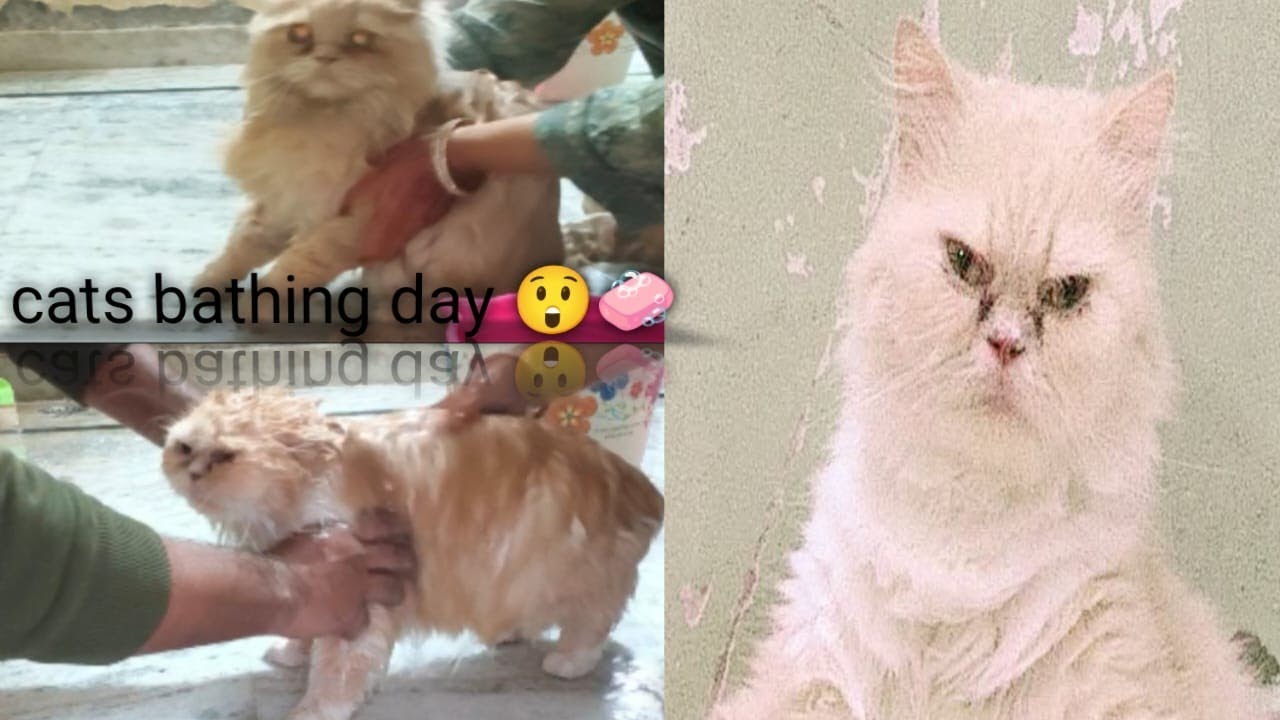 #shortsviral 1 mhine ke baad bhi nhana nhi chaa rhi 😆cats 🧼 bathing day #bathing #familyansari #2026