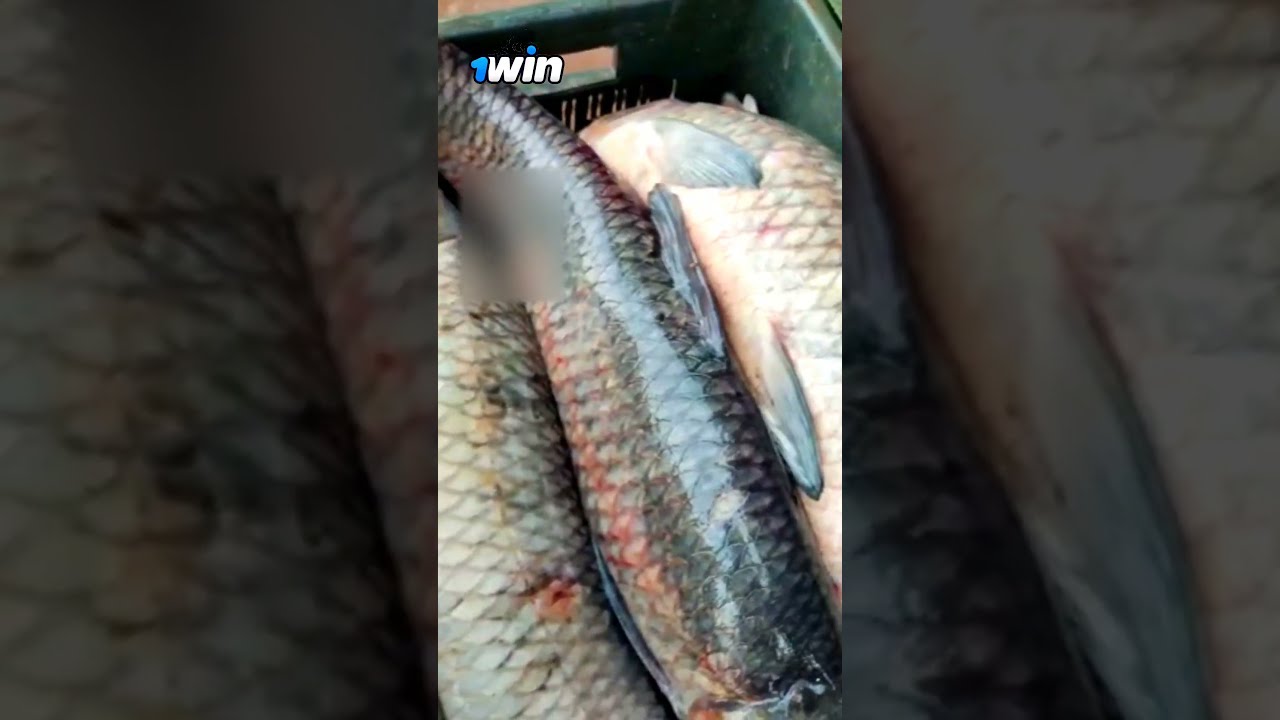 Black carp fish