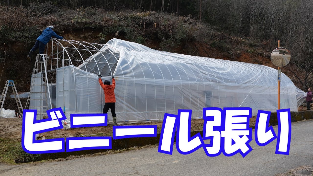 ビニールハウス建設ビニール張り21/2/7#1153