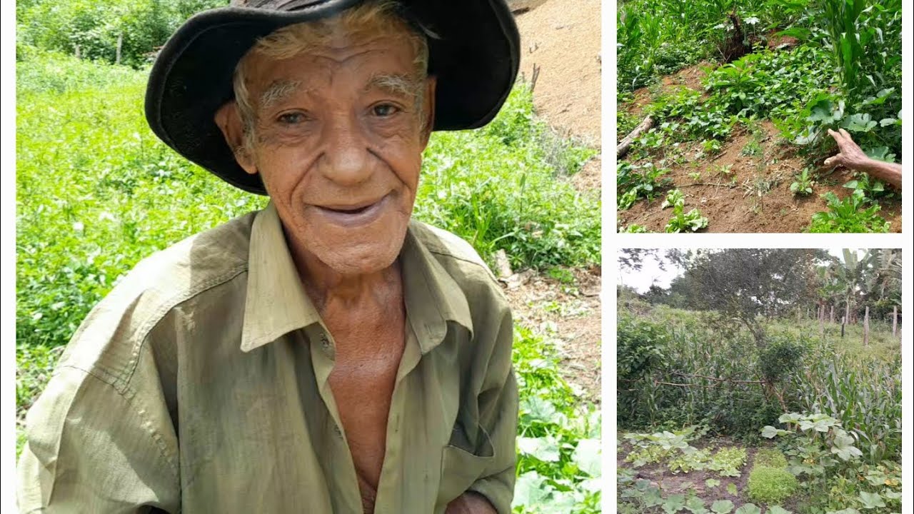 As plantações resistiram as chuvas pessoal!! Estão grandes, se inscreva compartilha e comenta 