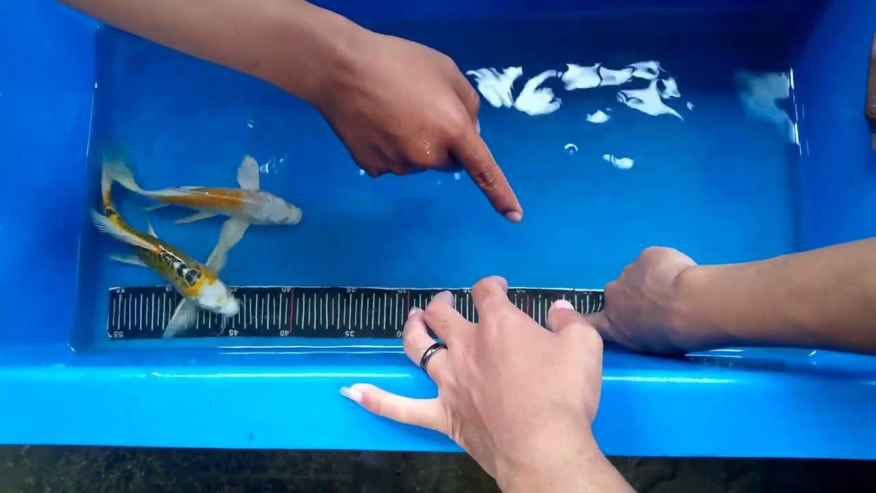 video kegiatan magang yang ada di koi jangka center