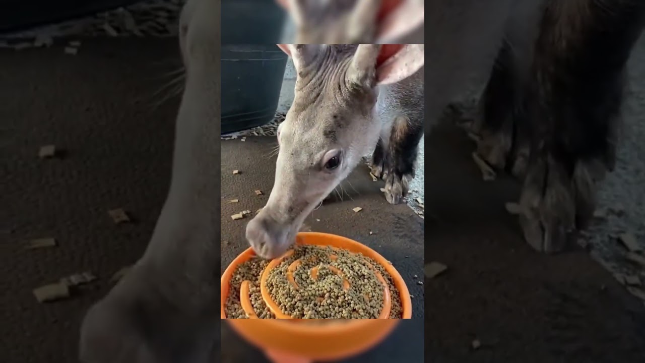 ТРУБКОЗУБ: ГЕНИЙ ВЫЖИВАНИЯ / #aardvark #трубкозуб #животные #заяц