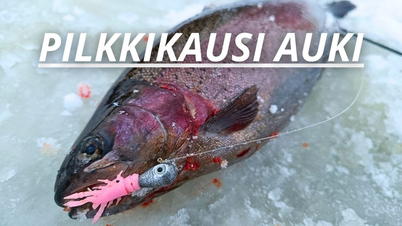 KIRJOLOHEN PILKINTÄÄ | KALA UI YLLÄTTÄVÄN YLHÄÄLLÄ