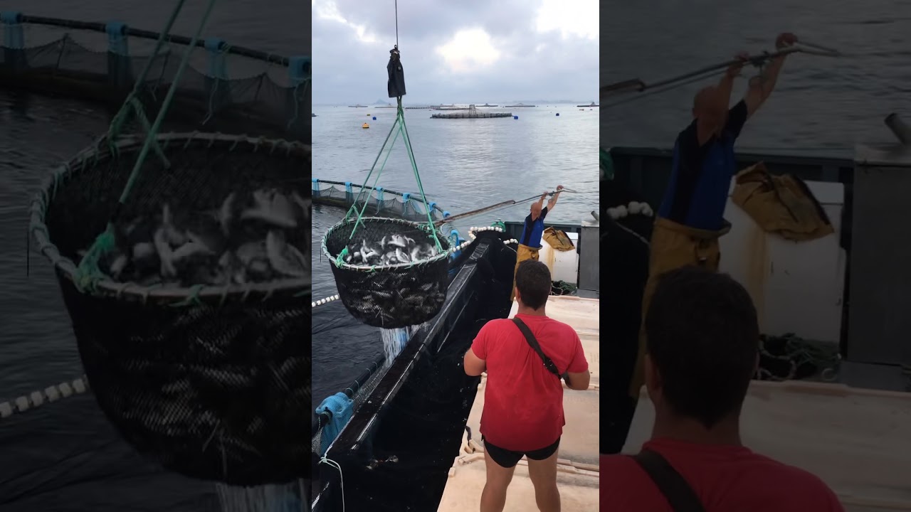 Pesca de Doradas en piscifactoria. España