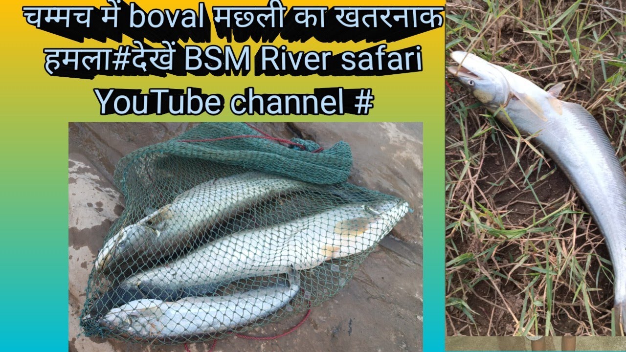 देखें चम्मच में boval मछ्ली का खतरनाक हमला #BSM River Safari YouTube channel #